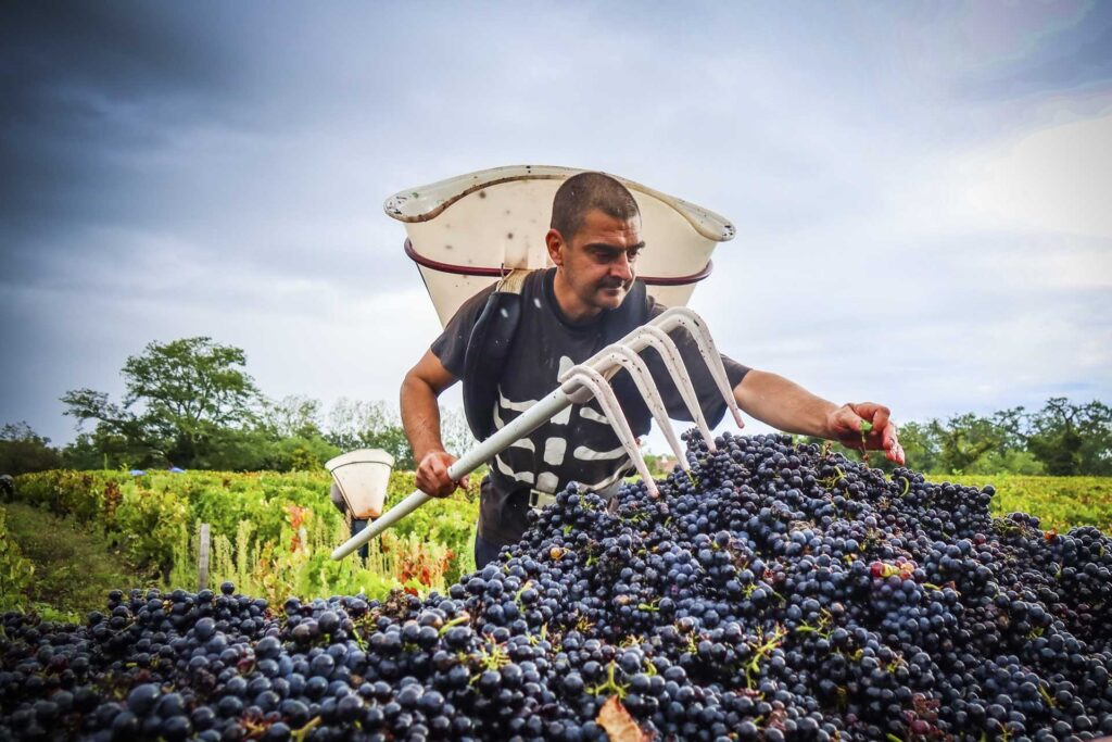 Shooting photos vendanges Domaine de Graveton par berely graphiste Beaujolais